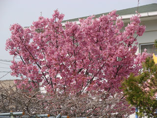 2008sakura01.jpg (34687 oCg)