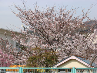 2008sakura02.jpg (34471 oCg)