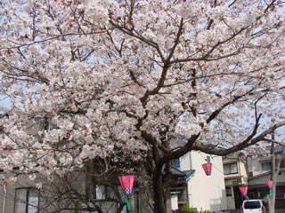 2008sakura03.jpg (38671 oCg)