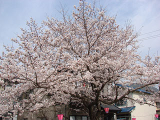 2008sakura04.jpg (31775 oCg)