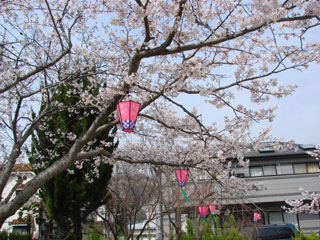 2008sakura05.jpg (37536 oCg)