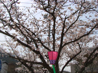 2008sakura06.jpg (41690 oCg)