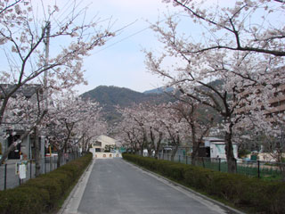 2008sakura08.jpg (28539 oCg)