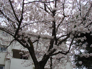 2008sakura10.jpg (37681 oCg)