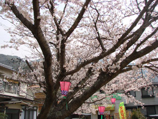 2008sakura11.jpg (38011 oCg)