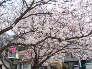 2008sakura12.jpg (40940 oCg)