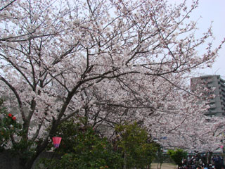 2008sakura13.jpg (36645 oCg)