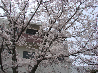 2008sakura14.jpg (38964 oCg)