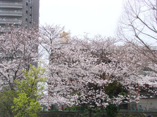 2008sakura15.jpg (31139 oCg)