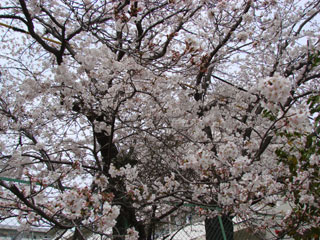 2008sakura16.jpg (42547 oCg)