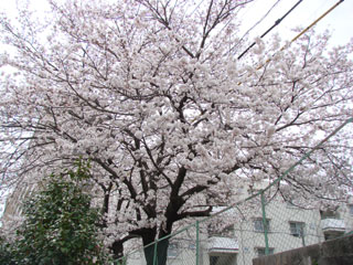 2008sakura17.jpg (36987 oCg)