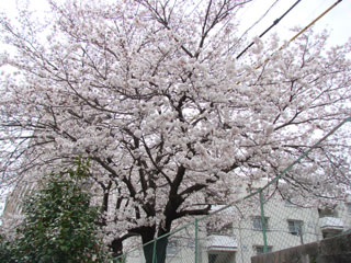 2008sakura17.jpg (36987 oCg)