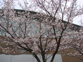 2008sakura18.jpg (36562 oCg)