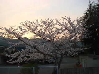 2008sakura19.jpg (22992 oCg)