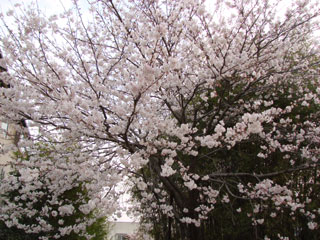 2008sakura20.jpg (37405 oCg)