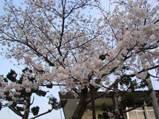 2008sakura21.jpg (40346 oCg)