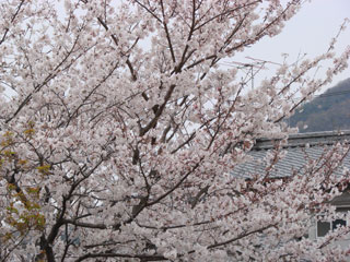 2008sakura22.jpg (36088 oCg)