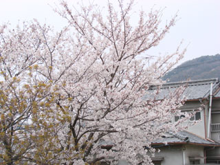 2008sakura23.jpg (31282 oCg)