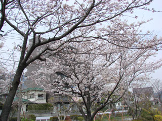 2008sakura24.jpg (38059 oCg)