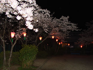 2008sakura25.jpg (22171 oCg)