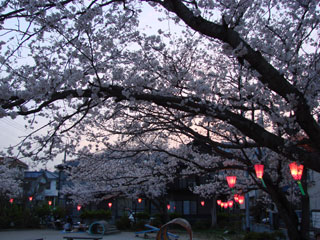 2008sakura26.jpg (37405 oCg)