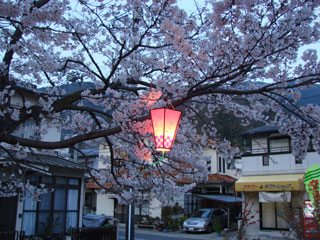 2008sakura27.jpg (38252 oCg)