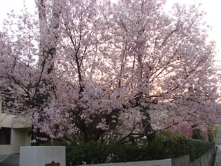 2008sakura28.jpg (33324 oCg)